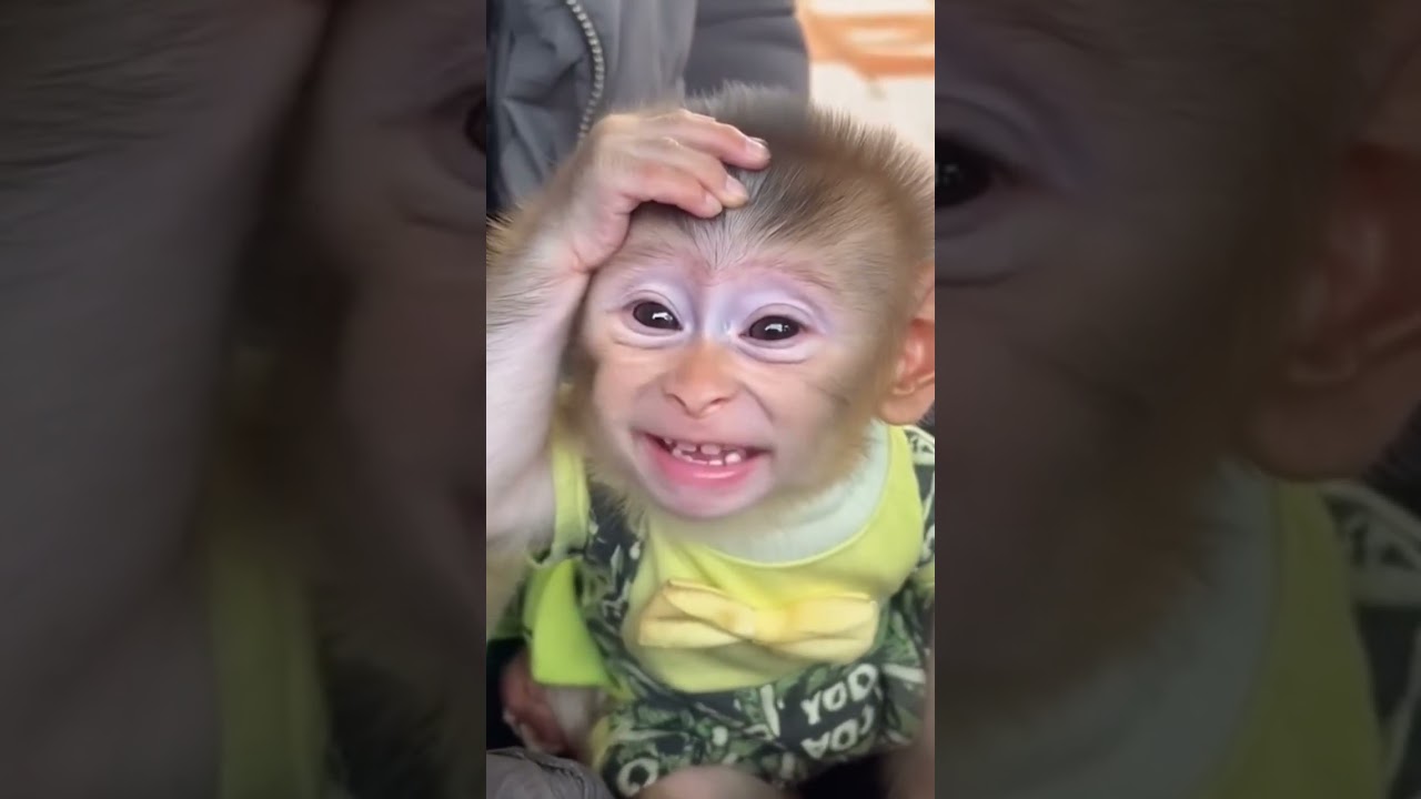 Beautiful monkey