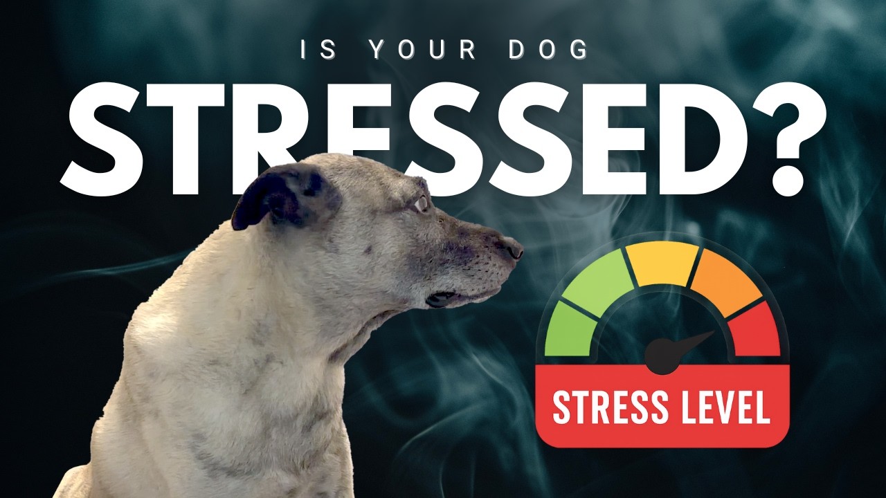 Is your dog stressed out? Stress Signals in Dog Body Language