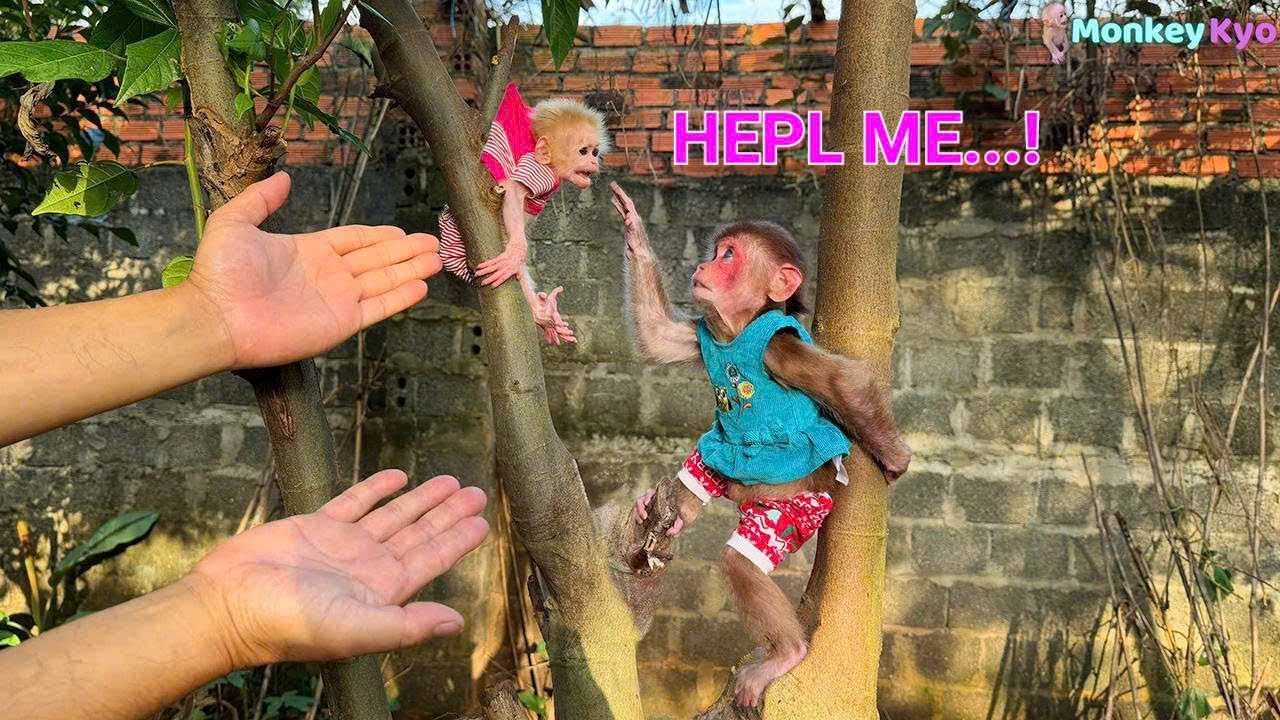 Dad! Kyo Needs Your Help &mdash; Little Monkey BuNa Is in Big Trouble!