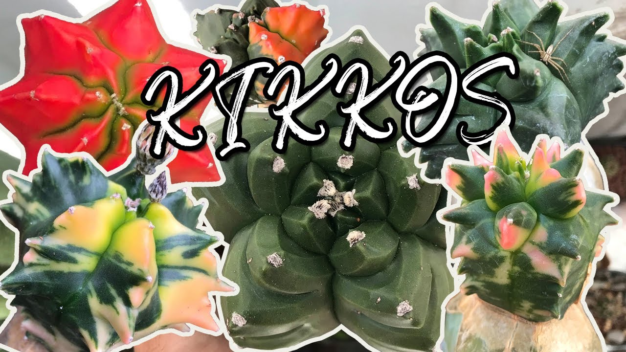 Kikkos de la colección | Plantas madre de Astrophytum myriostigma cv kikko