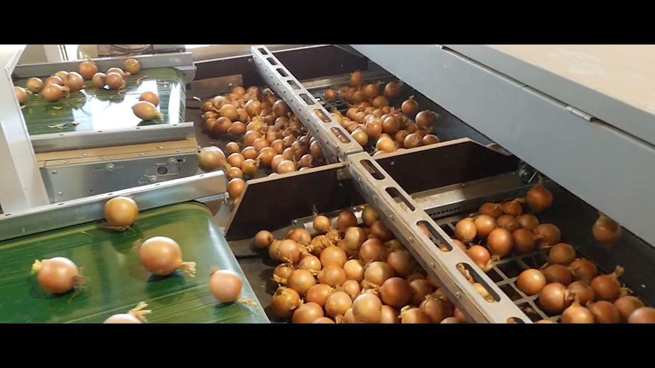 Skals grading of onions in New Zealand