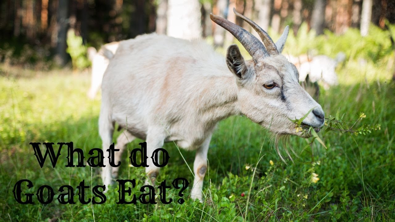 What to feed your Goats.