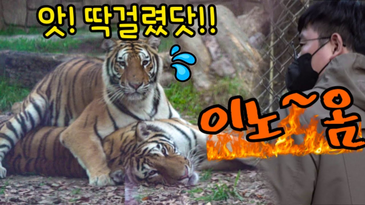【에버랜드 범궁호랑이】대노한 대장사육사님😡 어린이 찬스까지 동원한 역대급 싸움중재 현장 Famous Tiger Family in Korea, cat tiger
