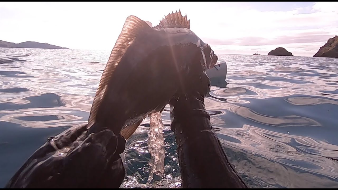 Spearfishing D'Urville Island - New Zealand - May 2020 (Part 2)
