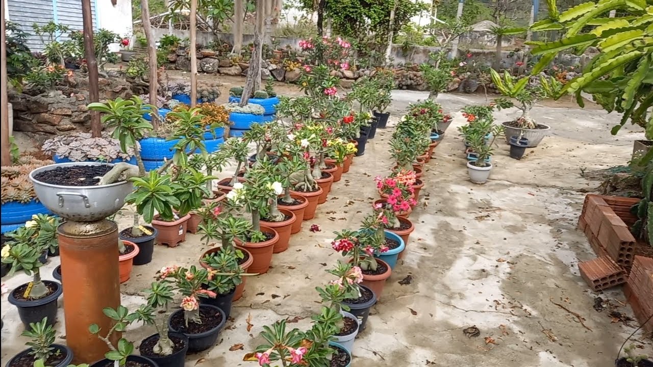 Muita chuva e as novidades do jardim 