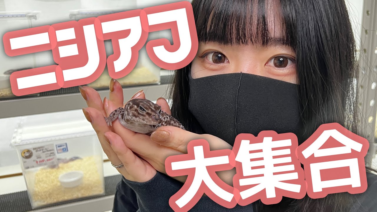 【BIGレプ直前！】ニシアフ専門店の本気を見ました【ファットテール】