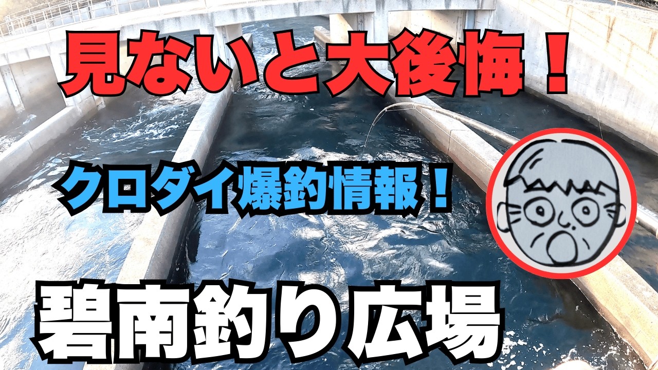 見ないと大後悔！　クロダイ爆釣情報　2026.2.8