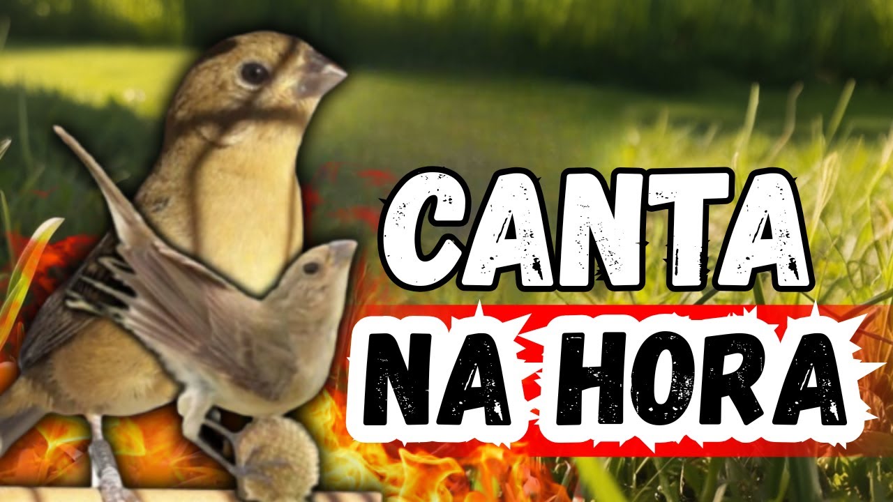 Fêmea de Coleiro Chamando Sem Parar Para Esquentar Coleiro Tui Tui