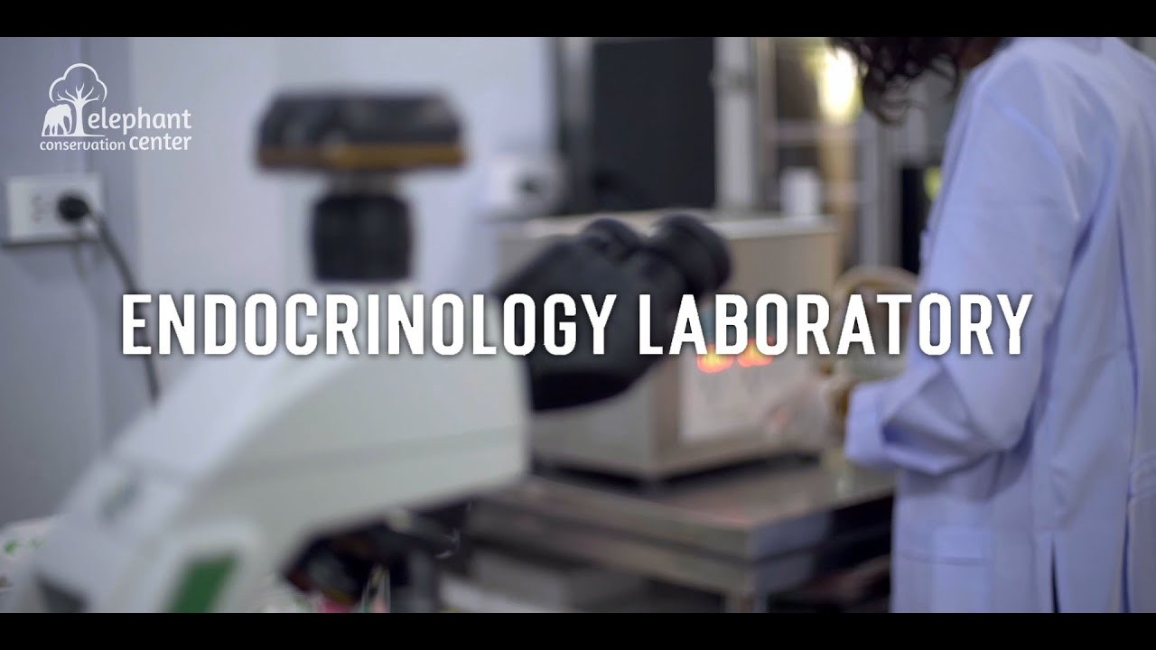 ENDOCRINOLOGY LAB AT THE ELEPHANT CONSERVATION CENTER IN LAOS