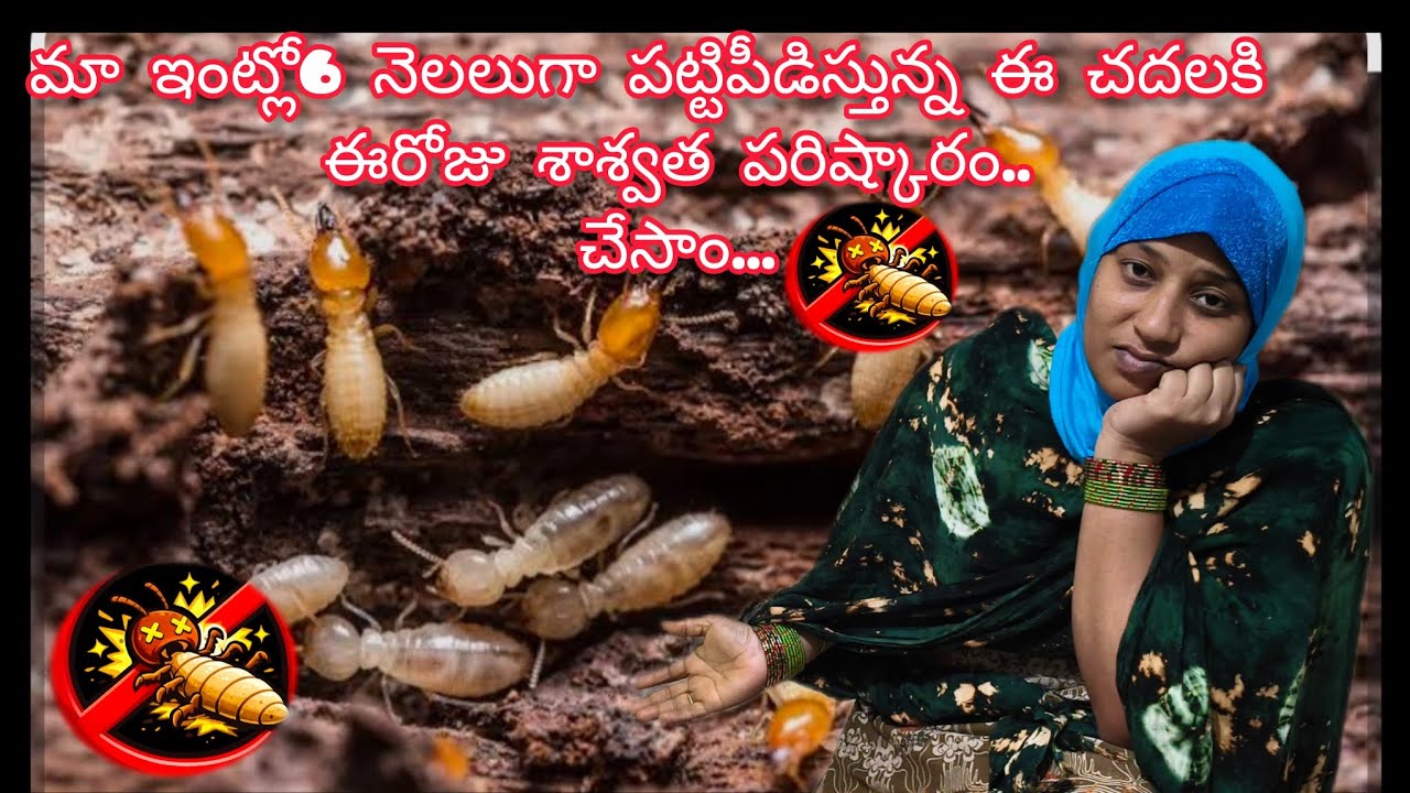 8 నెలలుగా ఇబ్బంది పెడుతున్న చెదలు# ఈరోజు ఈ చెదిలికి సొల్యూషన్ వెతికి చదల మందు కొట్టిస్తున్నాం #vlog