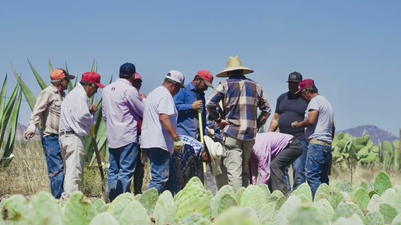 🌵🚜 Capacitan y apoyan a productores con plantación de nopal forrajero 🚜🌵