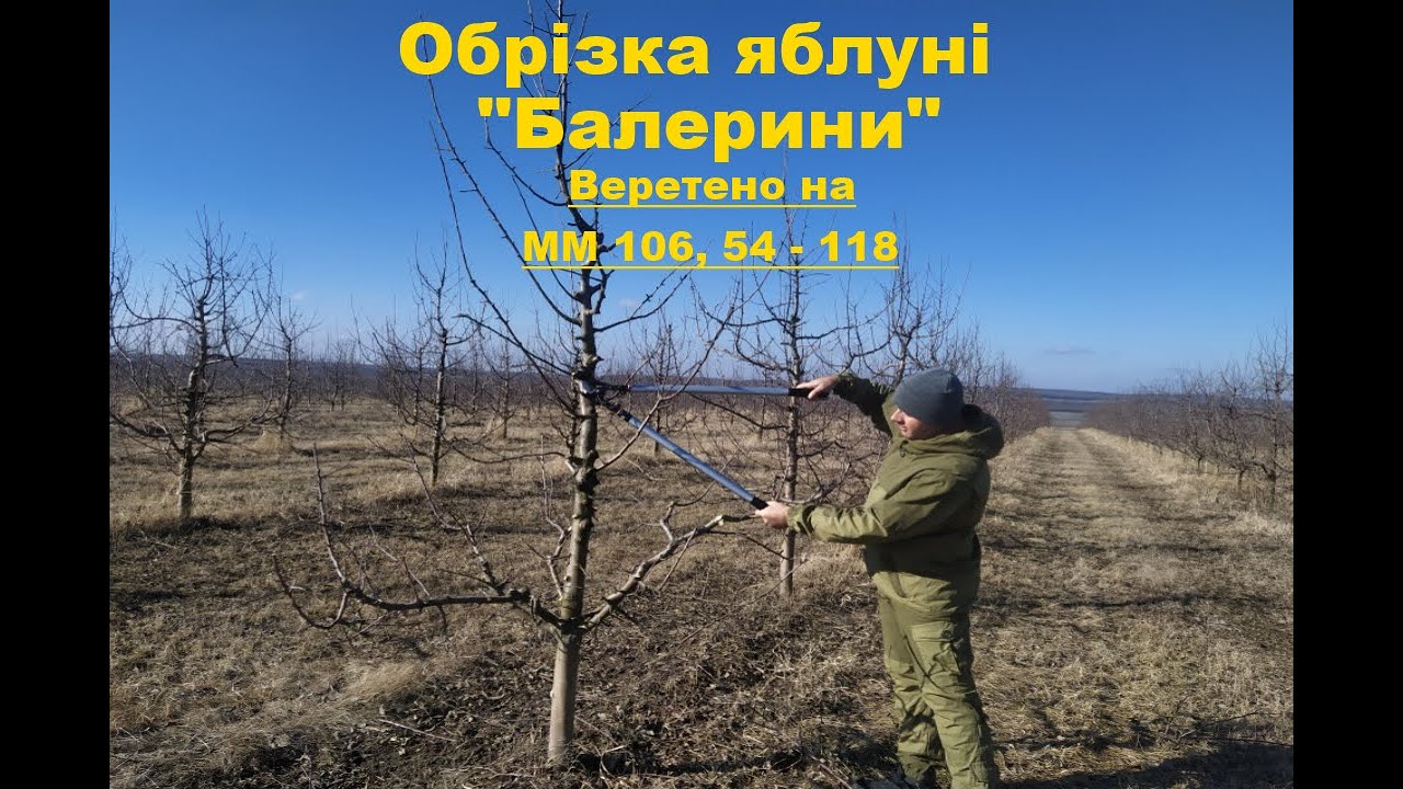 Обрізка яблуні зимою. Веретено з скелетним ярусом гілок 