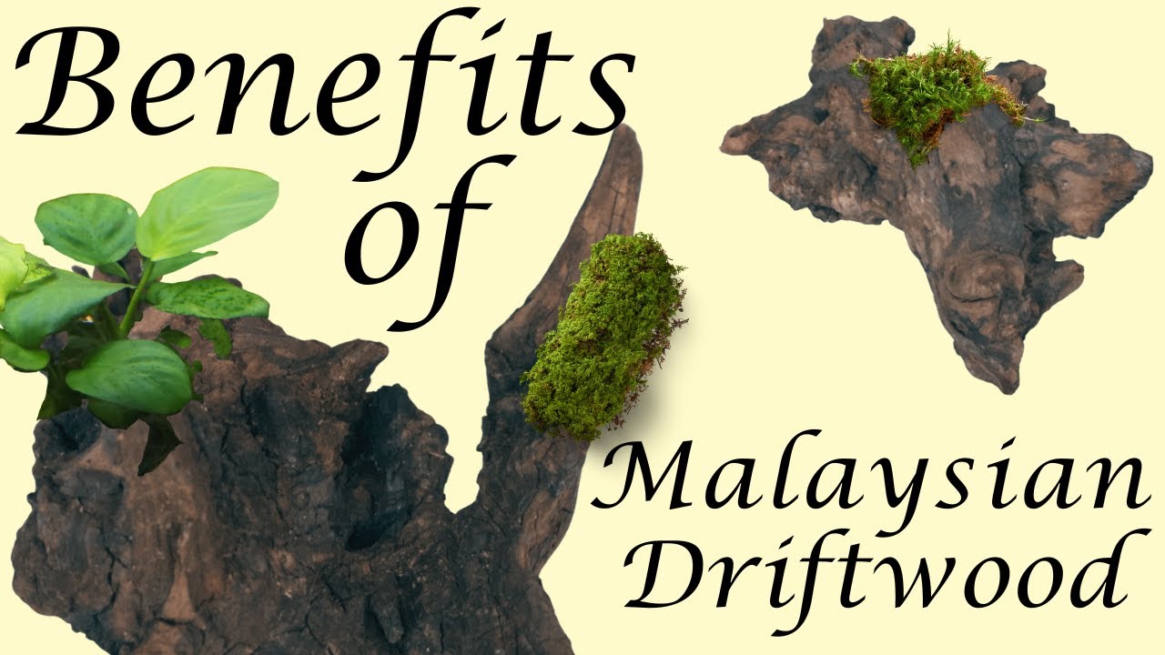Benefits of Malaysian Driftwood in your Aquarium!
