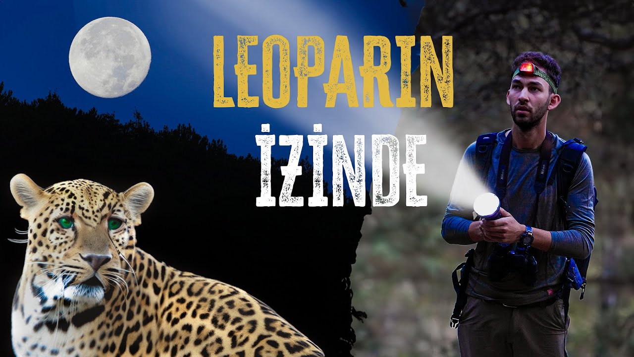 LEOPARIN İZİNDE! GECE YARISI PARS'I GÖRÜNTÜLEDİĞİMİZ ORMANA YOLCULUK!