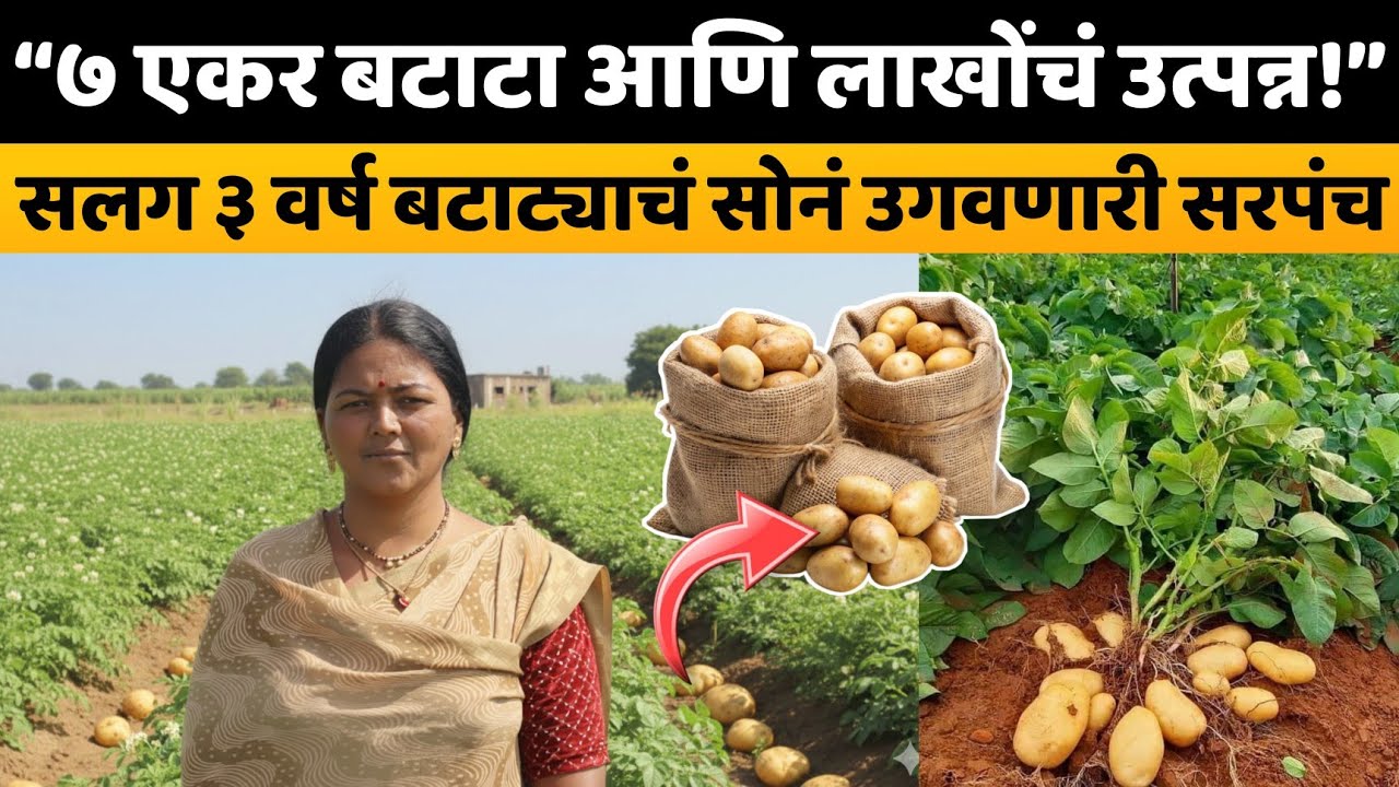 ती आहे गावची सरपंच व यशस्वी शेतकरीही/सलग 3 वर्ष 7 एकर बटाटा शेतीतून लाखोंचं उत्पन्न।पहा यशोगाथा।