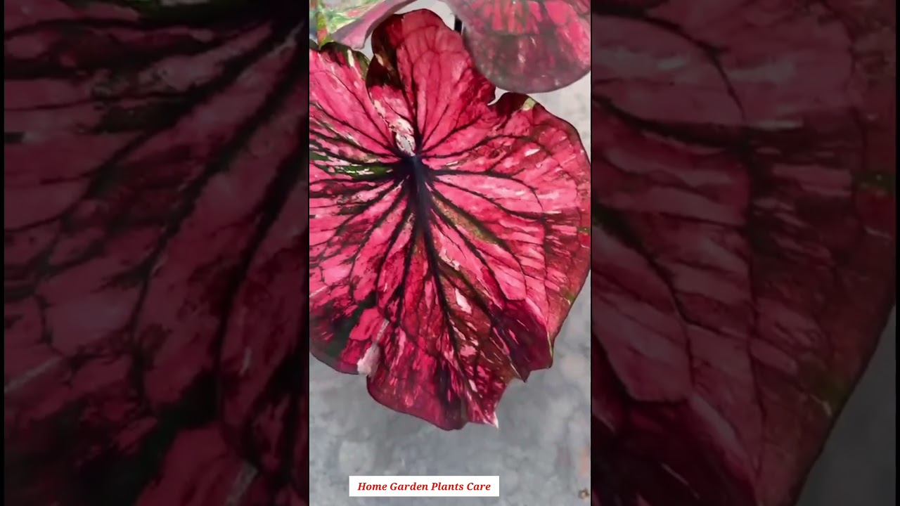 New Hybrid Caladium