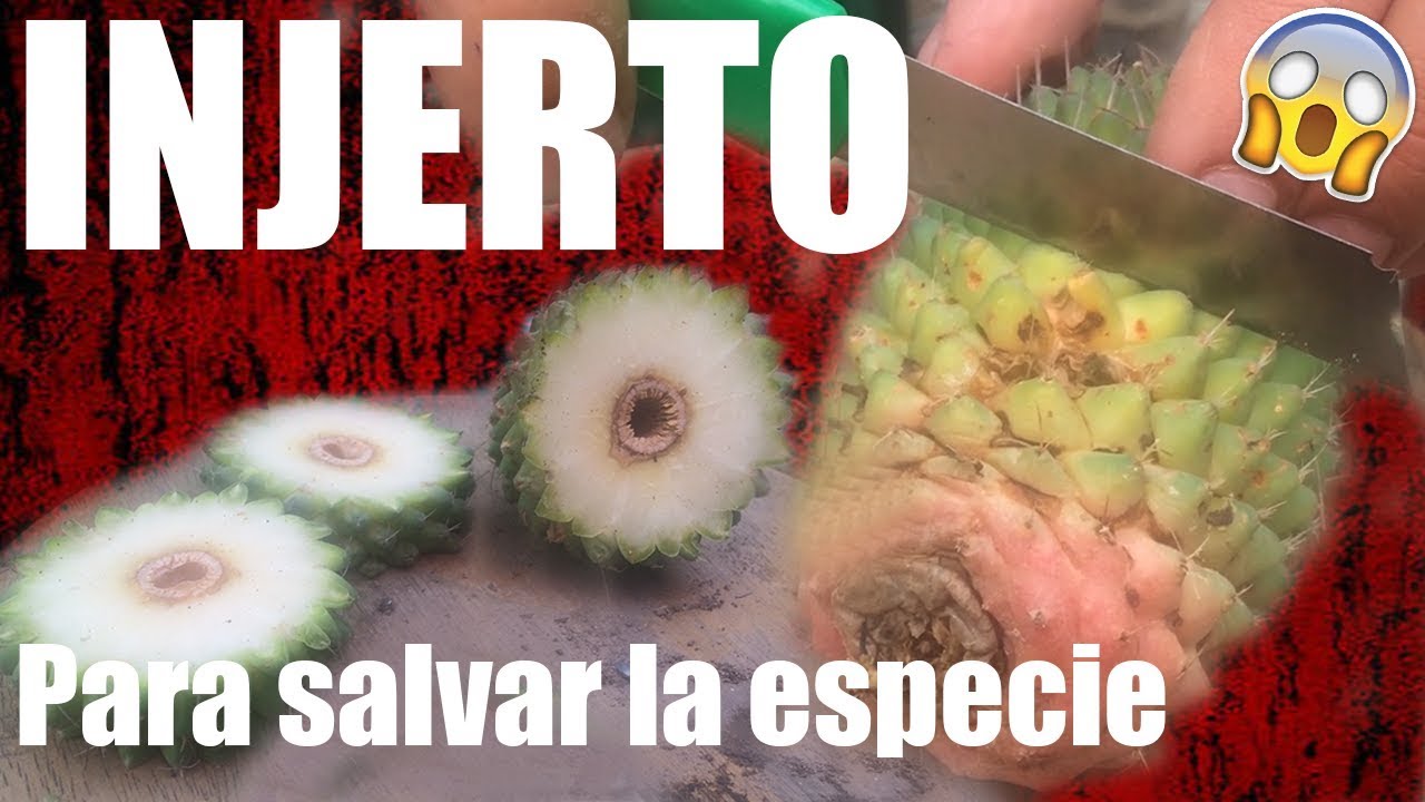 INJERTO DE CACTUS - SALVAR UNA ESPECIE, UNA VIDA