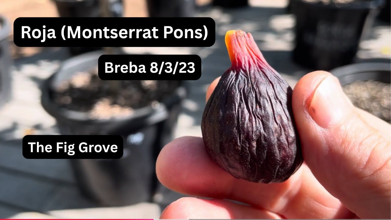 ROJA (MP) - First Breba Fig - is the Breba that is highly valued on the Island of Mallorca a winner?