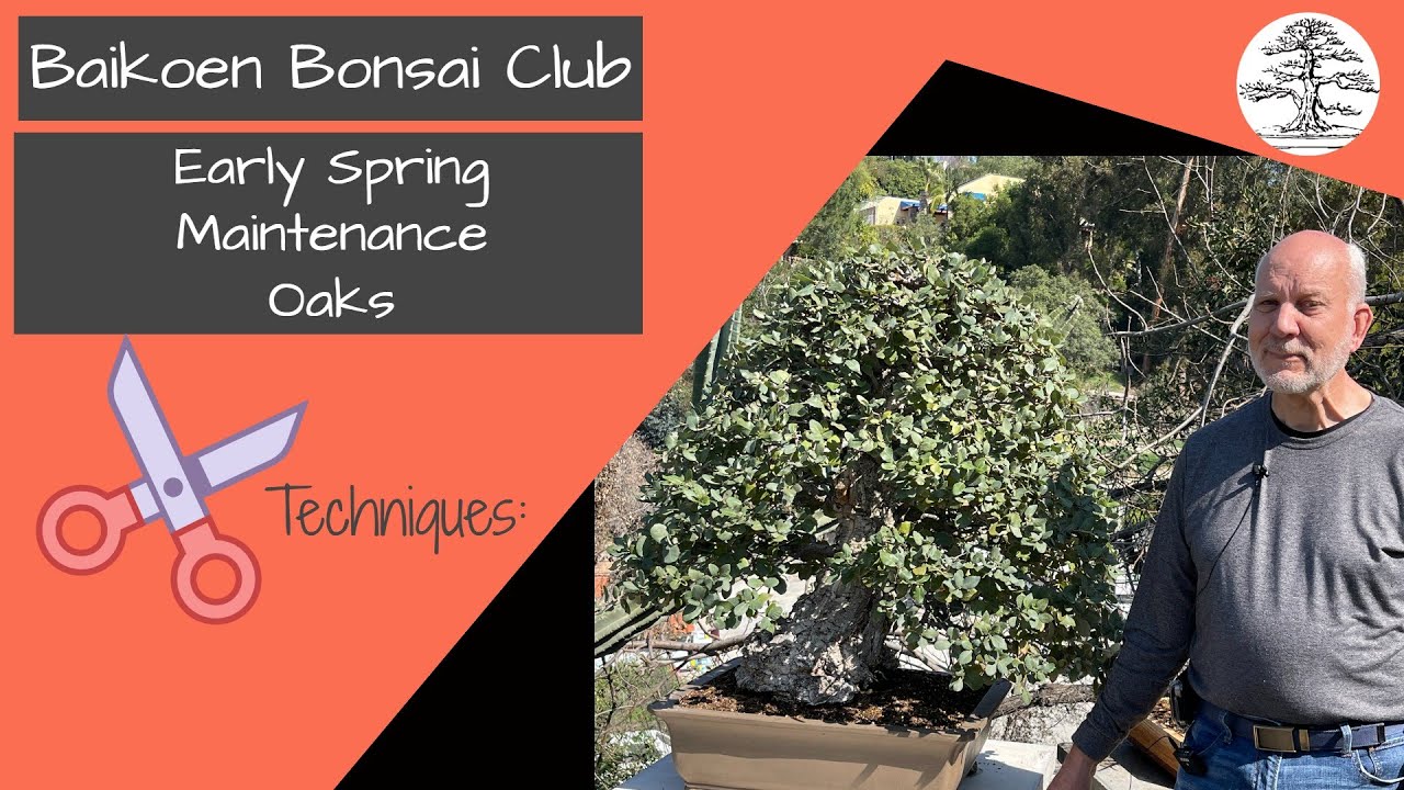 Oak Early Spring Maintenance - Michael Roberts -  Bonsai Technique - Baikoen Bonsai Club