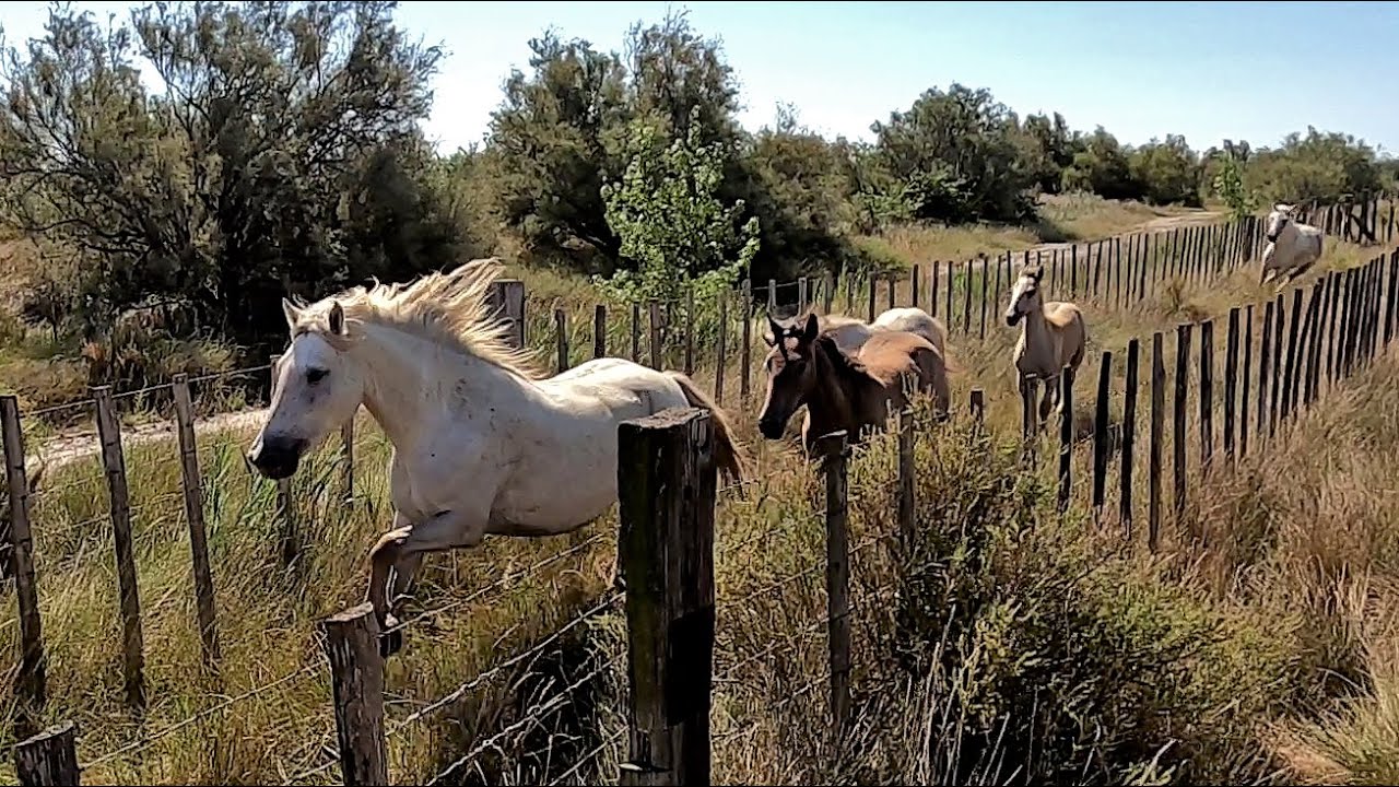 2021 TRANSHUMANCE DES JUMENTS DE L'ELEVAGE DES AVERGUES Suite et fin