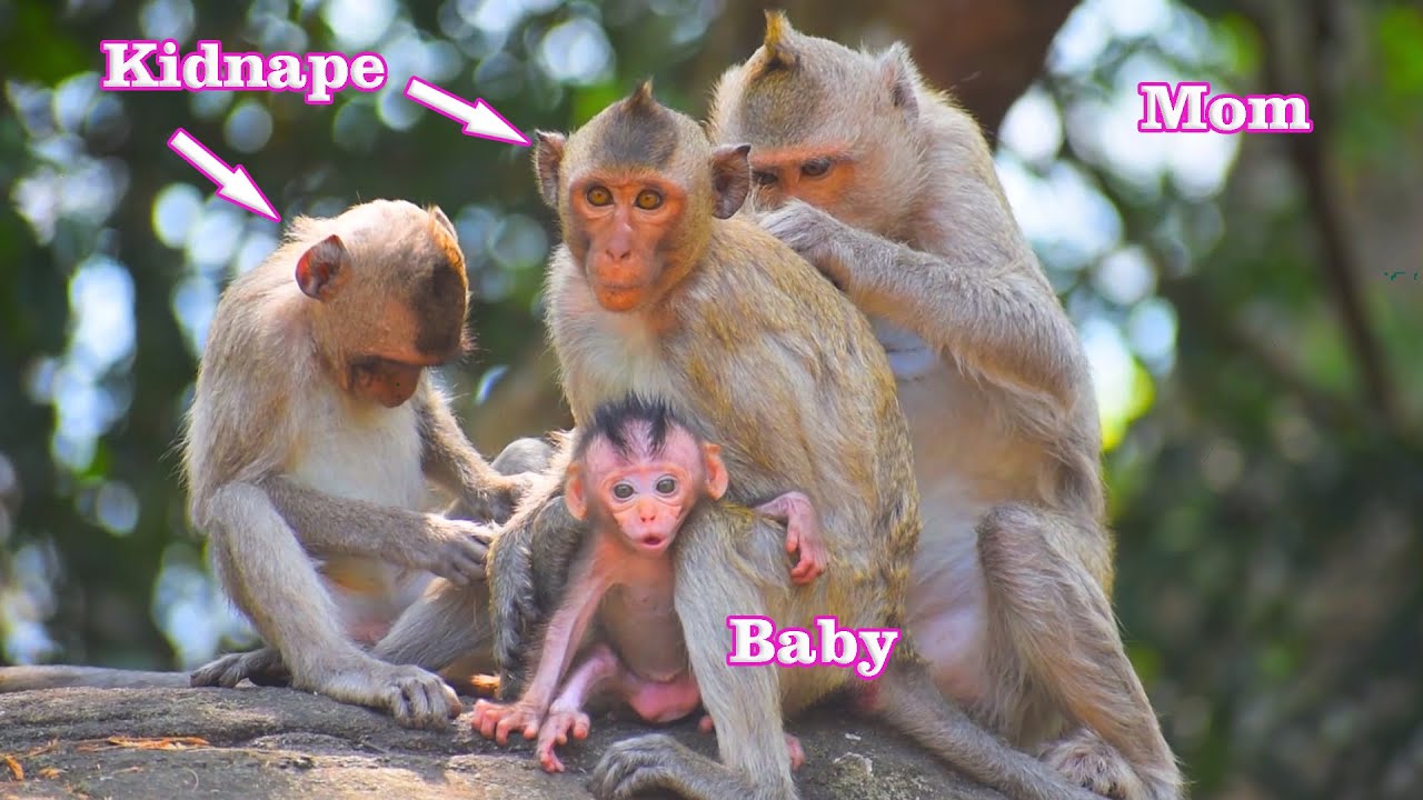Kidnaper baby monkey Balu from to playing. Grab Cute Baby Monkey
