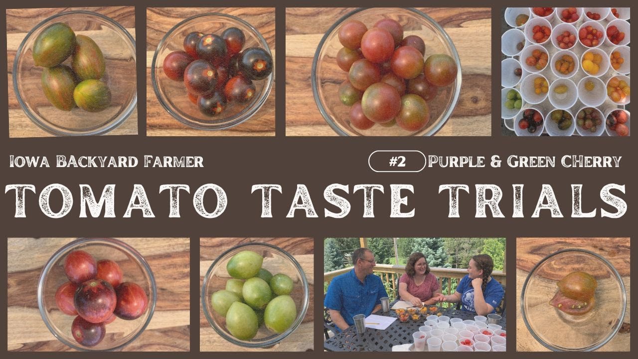 Tasting Purple 7 and Green Cherry Tomatoes!