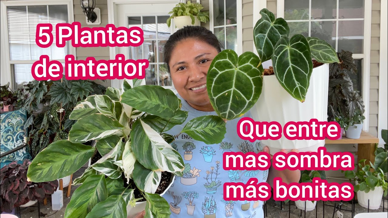 5 plantas de interior que entre mas sombra más bonitas