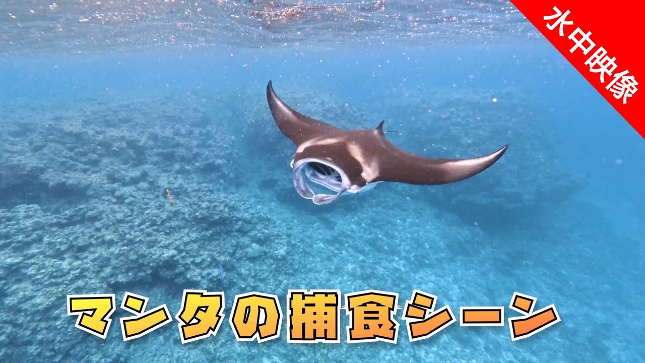 【水中映像】黒島の水面マンタの捕食シーン‼️