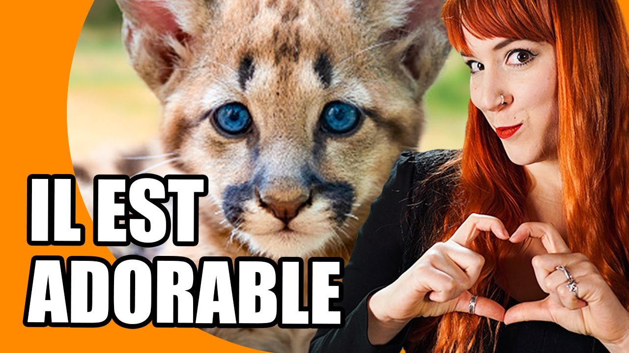 Castor Mother rencontre un bébé puma - Castor Mother au Zoo #04 - String Theory #puma #bébé #cute