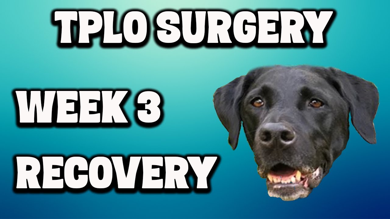 TPLO Surgery - Week 3 Recovery