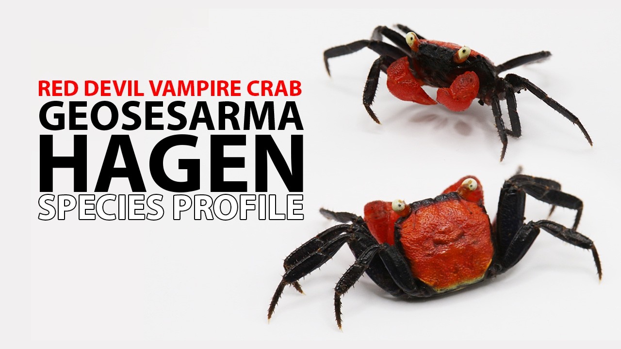 🦀 GEOSESARMA HAGEN SPECIES PROFILE (RED DEVIL VAMPIRE CRABS)