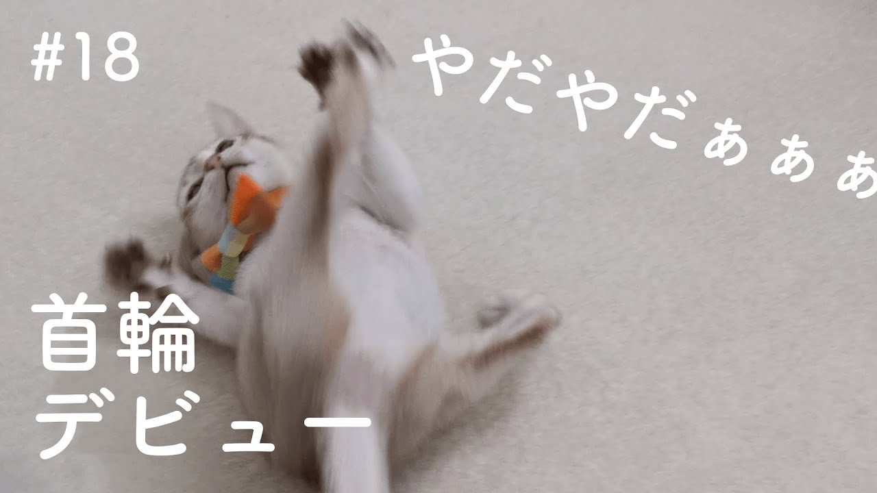 はじめての首輪が嫌すぎて暴れる子猫がかわいい！【駄々をこねる子猫】