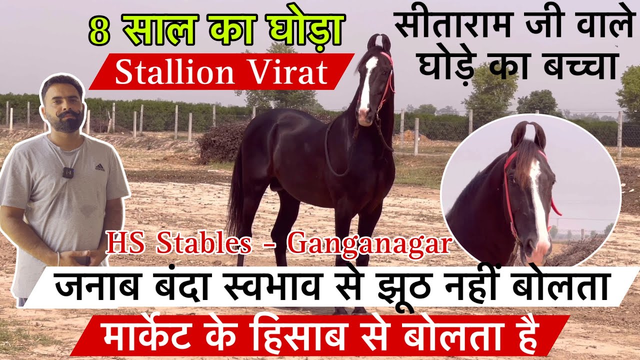 देखिए नवजोत भाई का सीताराम वाले घोड़े का बच्चा 8 साल का विराट घोड़ा ! (9464026346)