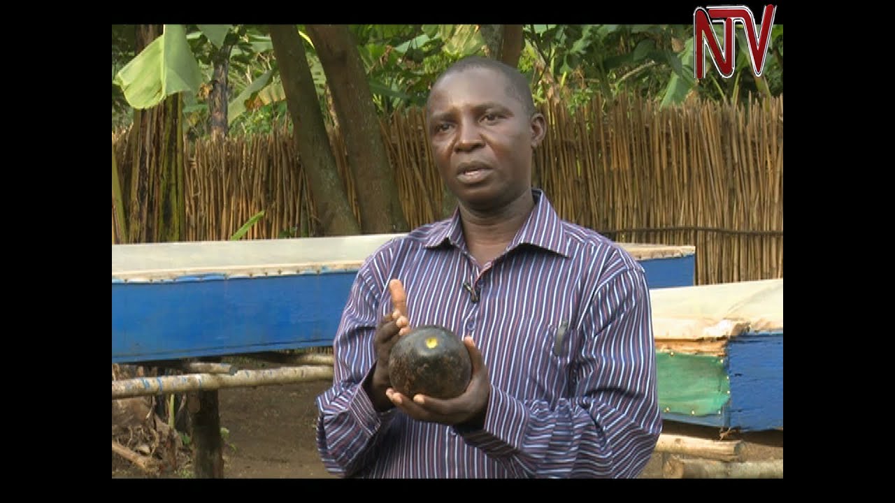 On The Farm: Making oil and medicine from the avocado