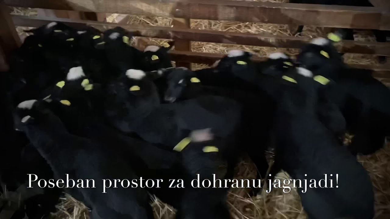 Romanovske ovce - jagnjad! Romanov Serbia!