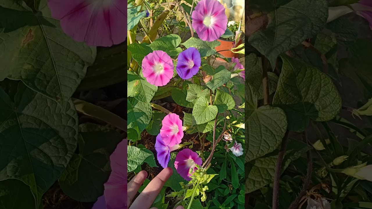 Morning Glory In The Morning 🌞🌞