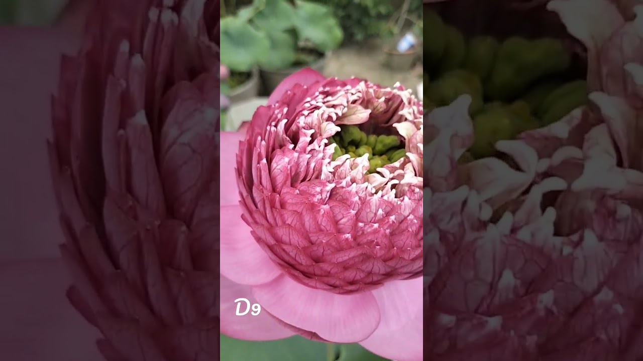 The D9 biggest lotus variety