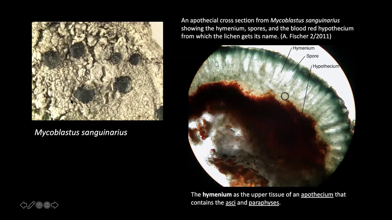 Intro to Crustose Lichen Identification