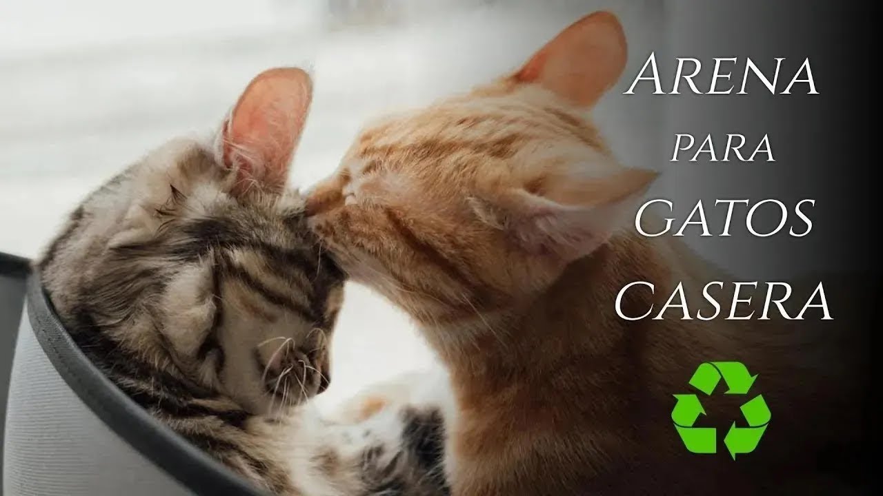 Cómo hacer Arena Para Gatos Casera | Cómo Mejorar Arena para Gatos