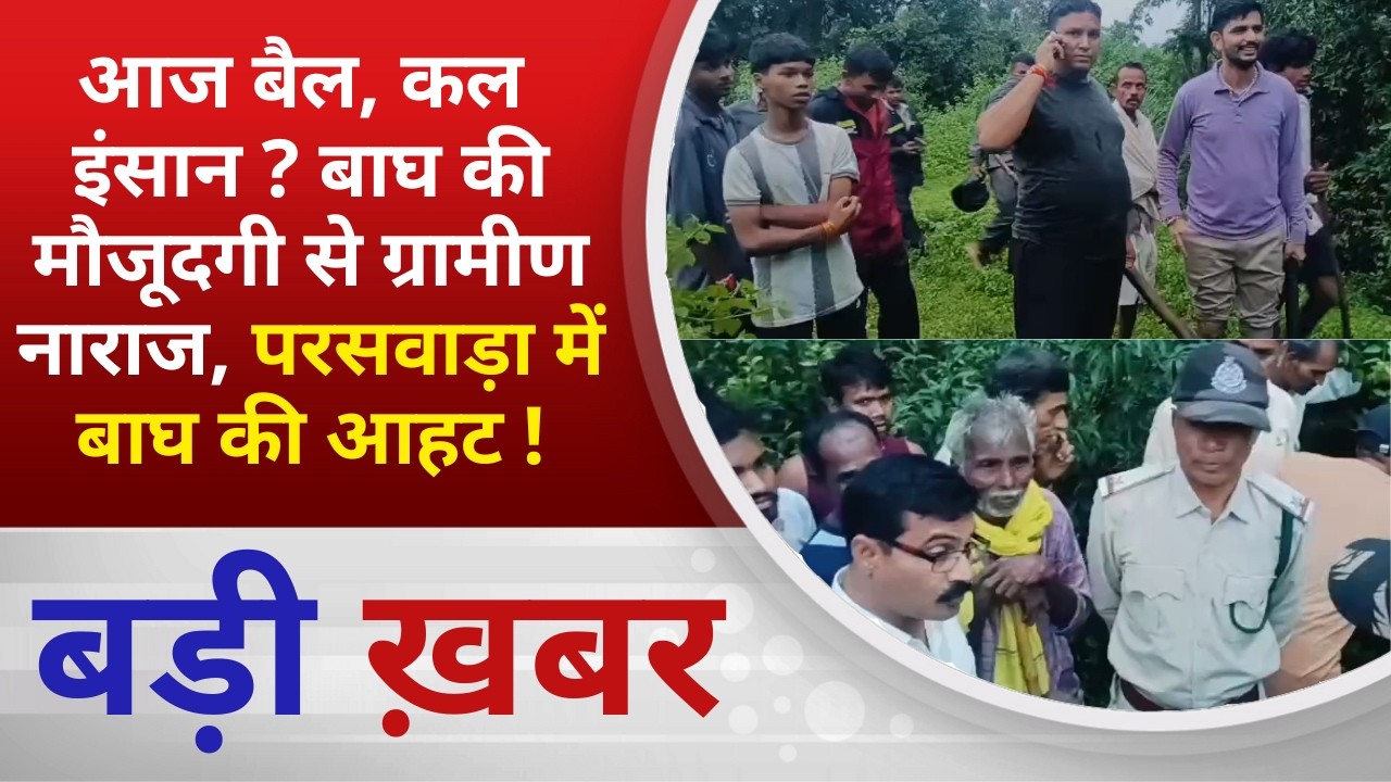 BALAGHAT NEWS:आज बैल, कल इंसान ? बाघ की मौजूदगी से ग्रामीण नाराज, परसवाड़ा में बाघ की आहट ! PADMESH