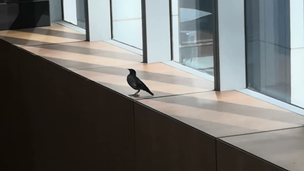 Myna Birds singing loudly inside Oberoi Buisness bay Hotelطائر المينا الياسمينة داخل فندق أوبروي دبي