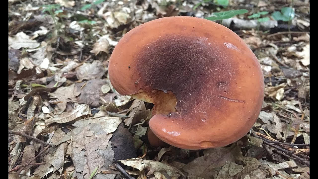 Груздь красно-коричневый или Подорешник /Lactarius volemus