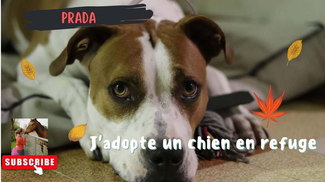 J'ADOPTE UN CHIEN EN REFUGE. SUPER EXPERIENCE !!