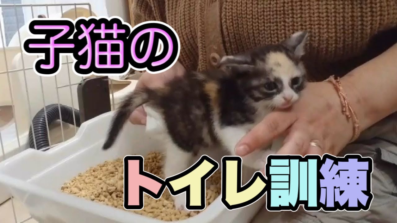 【子猫育ての達人】保護した子猫のお世話＆子猫のトイレトレーニング【Take care of the kitten,toilet training】