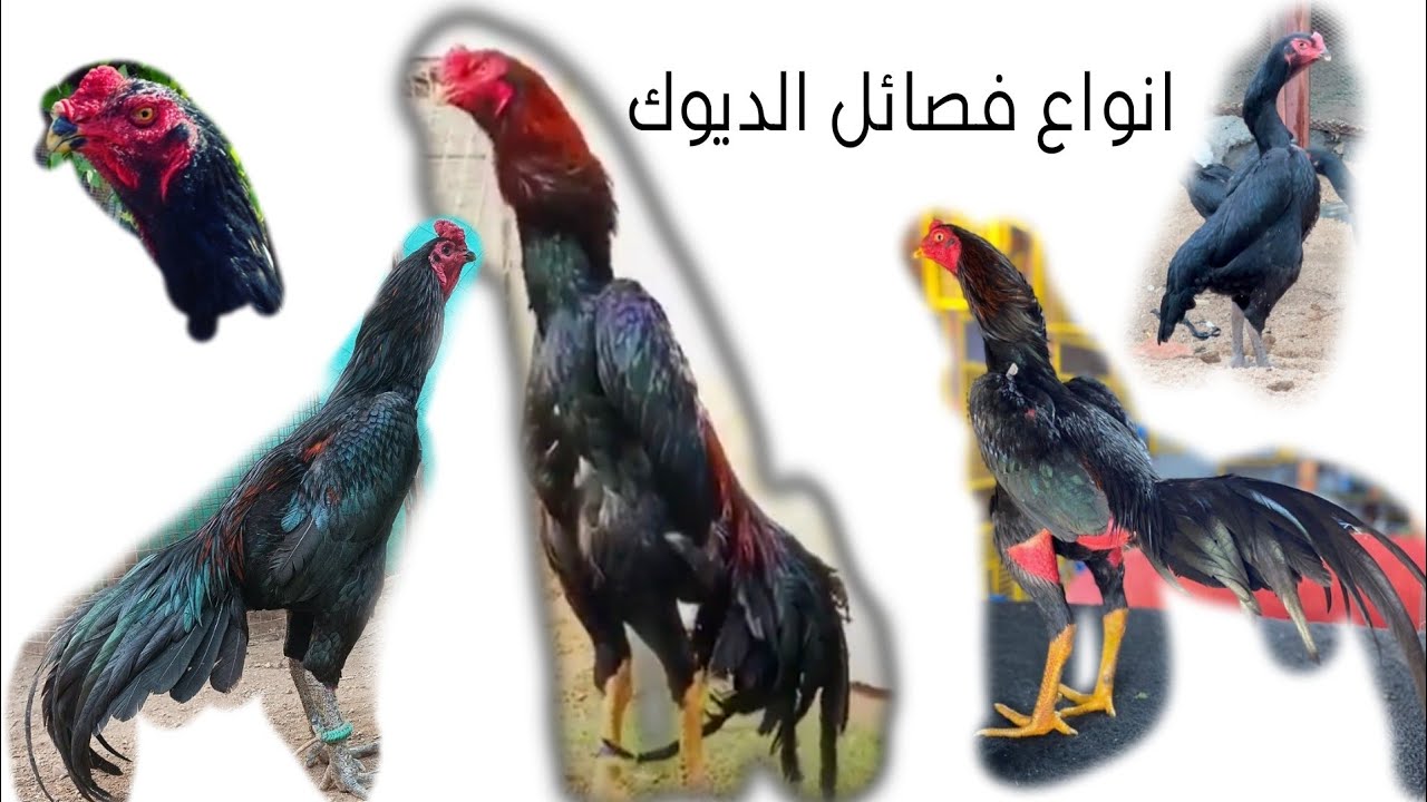 اشرح لكم انواع الفراخ الهندي / شامو و تركي و دجاج باكستاني و دجاج تكسس و فراخ تايلندي 🖐️🦅