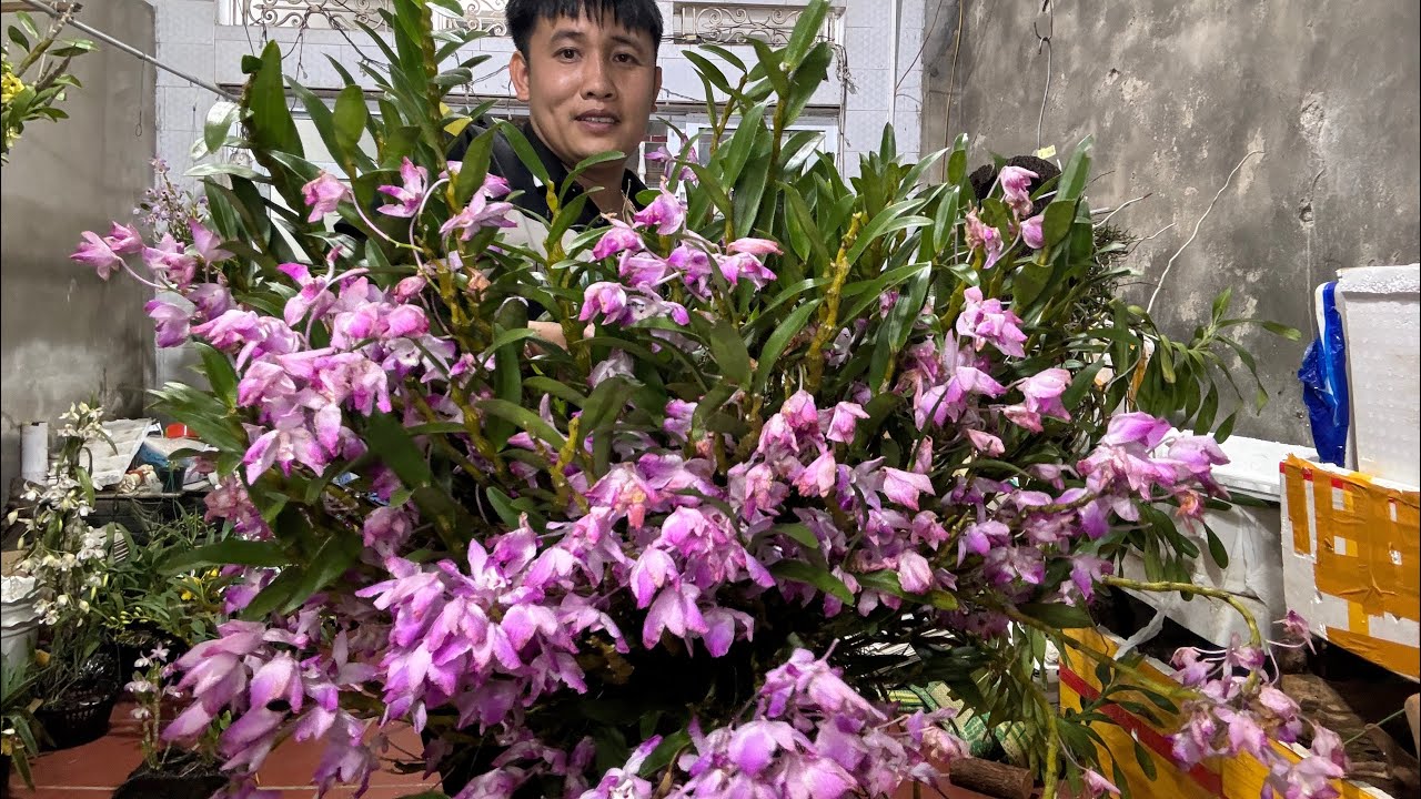(17/3) EM HUYỀN LAI CHÂU BÁN PHONG LAN RỪNG THUẦN 0855402333