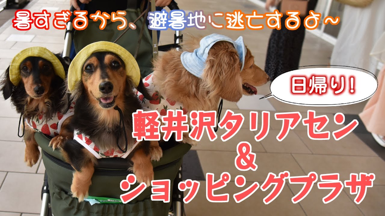 【日帰り】暑すぎるので犬と避暑地へ逃亡！軽井沢タリアセンとショッピングプラザへGO！