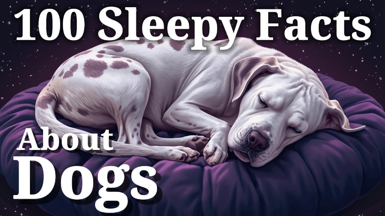 100 Most Relaxing Facts About Sleep to Fall Asleep To