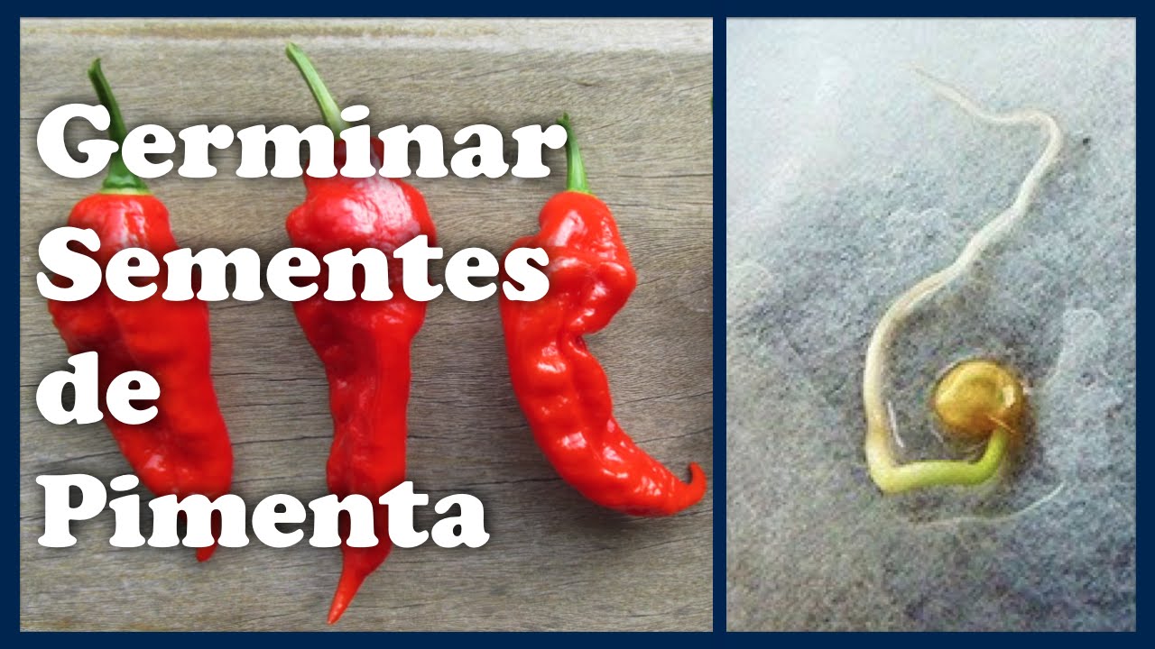 Como Germinar Sementes de Pimenta - 3 Formas Diferentes