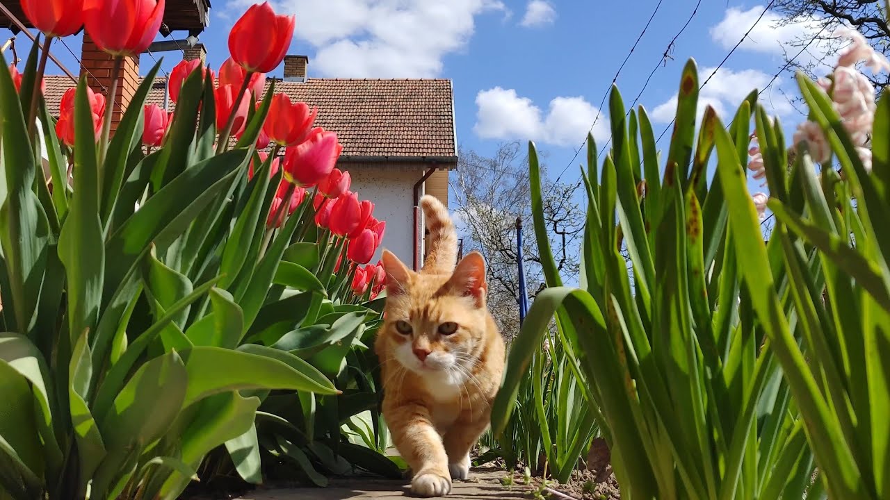 Relaxing Cat Video 145